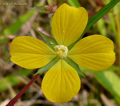 {Ludwigia decurrens}